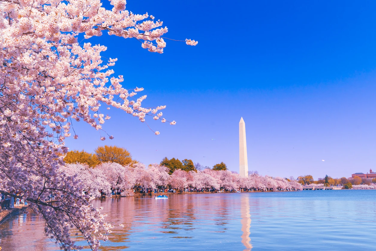 Washington DC Cherry Blossom Tour